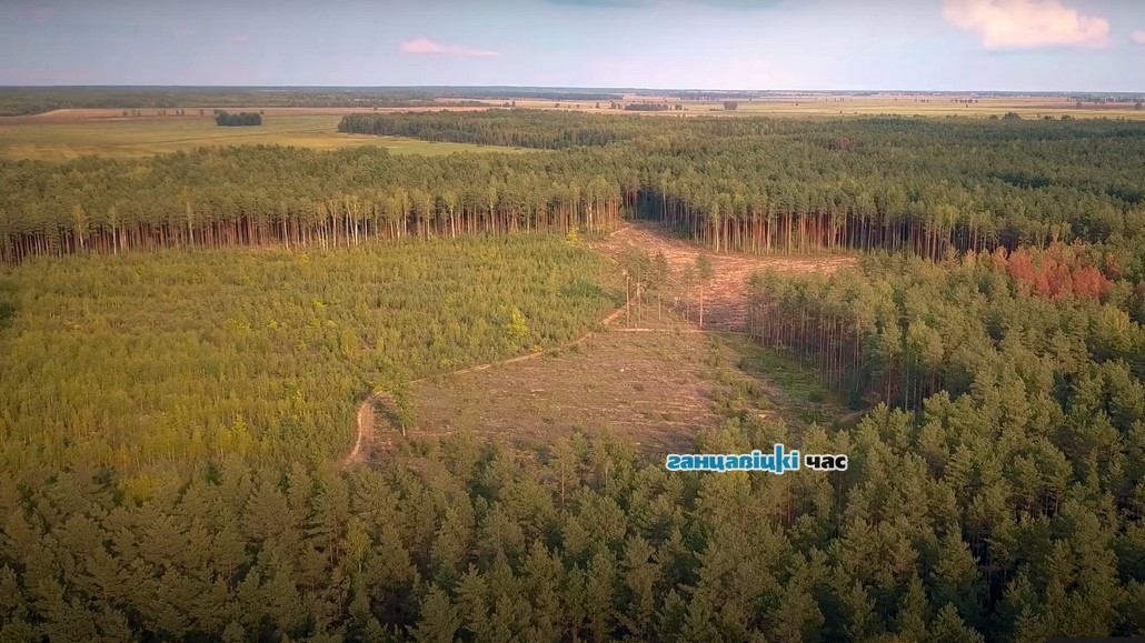 По всей Брестской области опять ограничили посещение лесов