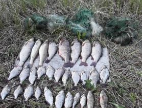 Куда звонить, если вы стали свидетелем браконьерства