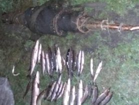 В канун Нового года в Ганцевичском районе задержали троих браконьеров