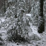 В Беларусь пришли морозы / фото: Сергей Багров