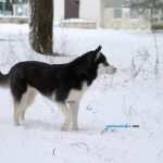 В Беларусь пришли морозы / фото: Сергей Багров