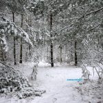 В Беларусь пришли морозы / фото: Сергей Багров