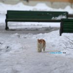 20210204_snegIMG_7838