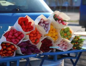 Узнали цены: в Ганцевичах началась продажа цветов к 8 марта