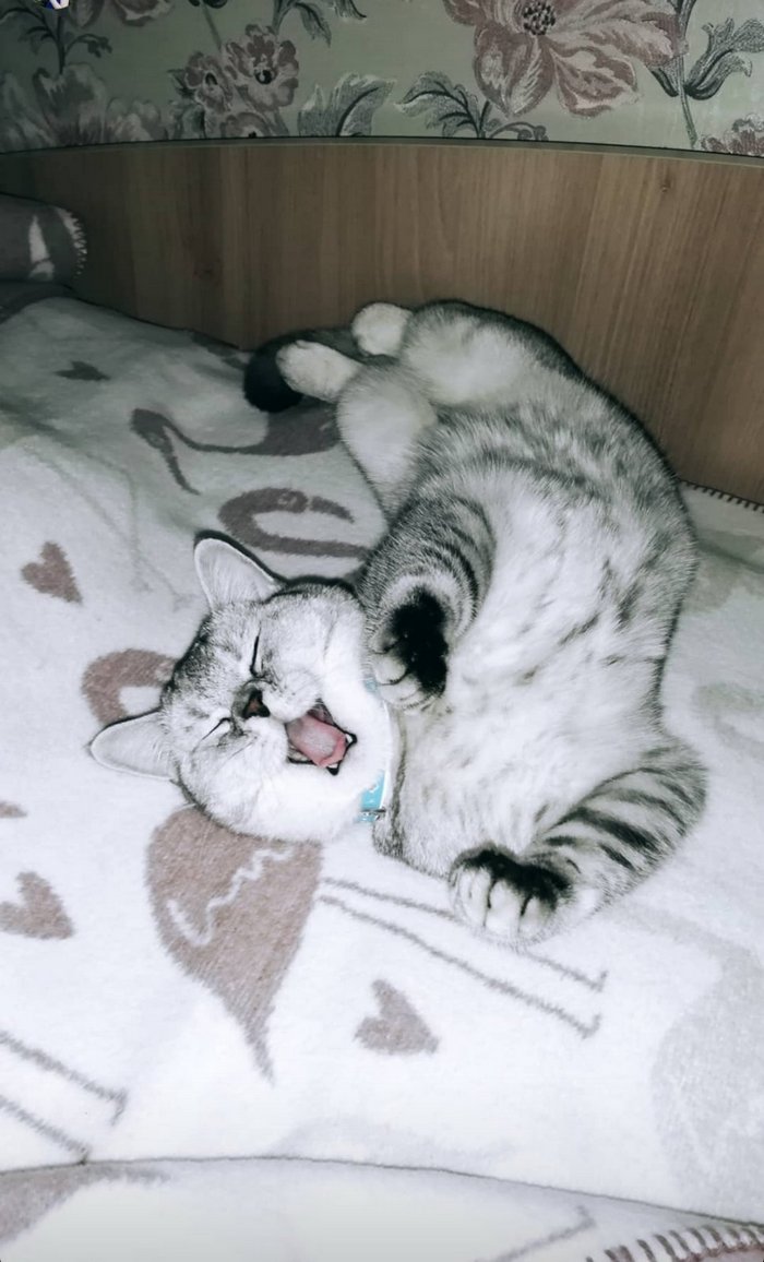 кот Миша