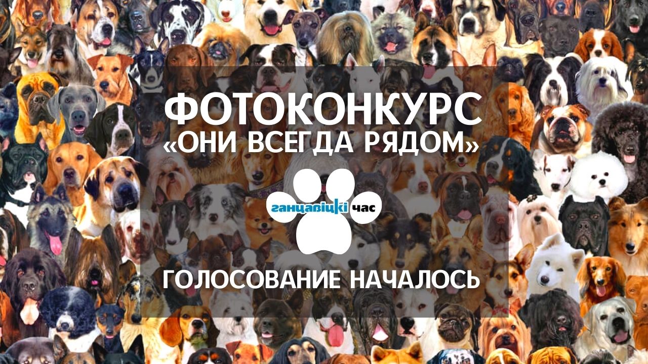 Фотоконкурс «Они всегда рядом»: голосование началось