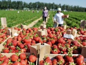 Сколько жители Ганцевичского района зарабатывают на клубнике