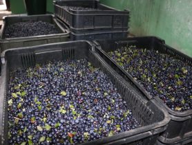 Как «на дрожжах»: рост цены на «черное золото» в Ганцевичском районе