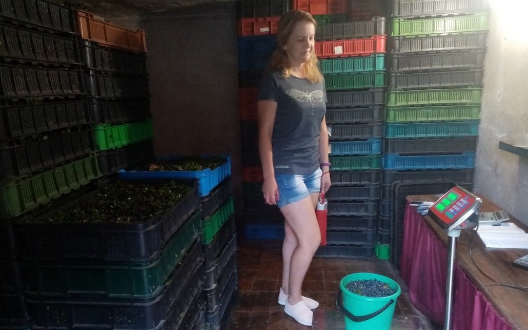 Черники с каждым днем в лесу всё меньше, но цена на неё почему-то снижается. Фото иллюстративное, из архива 