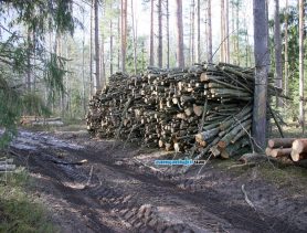 Жителю Ганцевичского района незаконная древесина «влетит в копеечку»
