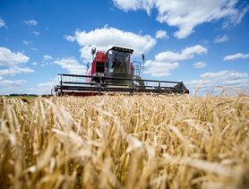 Ганцевичские аграрии показали удивительный результат жатвы