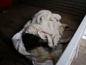 Казнить нельзя помиловать: почему в Ганцевичах отстреливают уличных животных