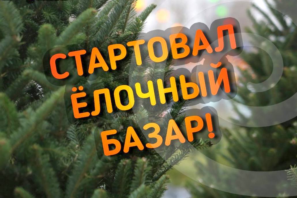 В Ганцевичах стартует продажа елок: узнали цены
