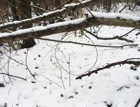 Браконьеры в Лунинецком районе охотились на косуль с петлями из проволоки