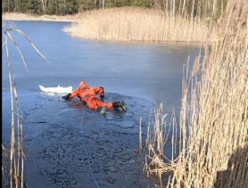 В Бресте спасли брошенных в озеро щенков