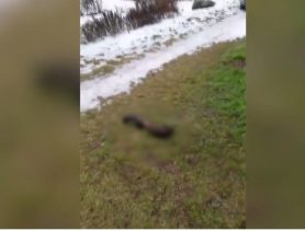 В Лунинце женщина расчленила труп своего сожителя и пыталась сжечь