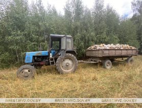 В Беларуси меняют правила продажи древесины: купить ее можно будет в лесхозах
