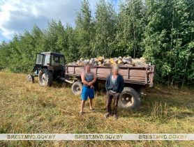 В Ганцевичском районе задержали дуэт черных лесорубов