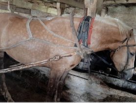 Сельчанин хотел украсть жеребца в Ляховичском районе и оказался в больнице