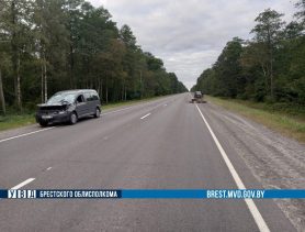 Лось выбежал на трассу М10 в Брестской области