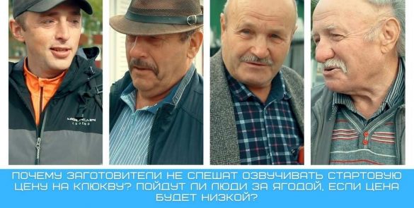 С 10 сентября стартовал сезон сбора клюквы в Брестской и Гомельской областях. Заготовители уже выставили цену.