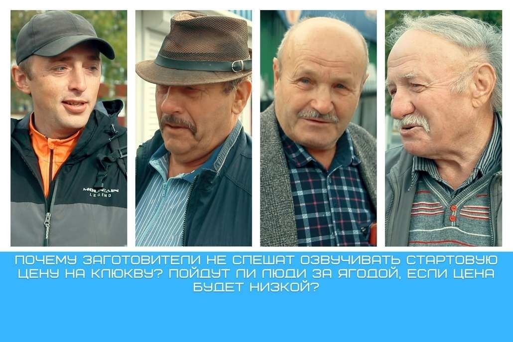 В Ганцевичском районе уже известна заготовительная цена на клюкву. Почему стартовую цену не называли до начала сезона – рассказали ганцевчане.