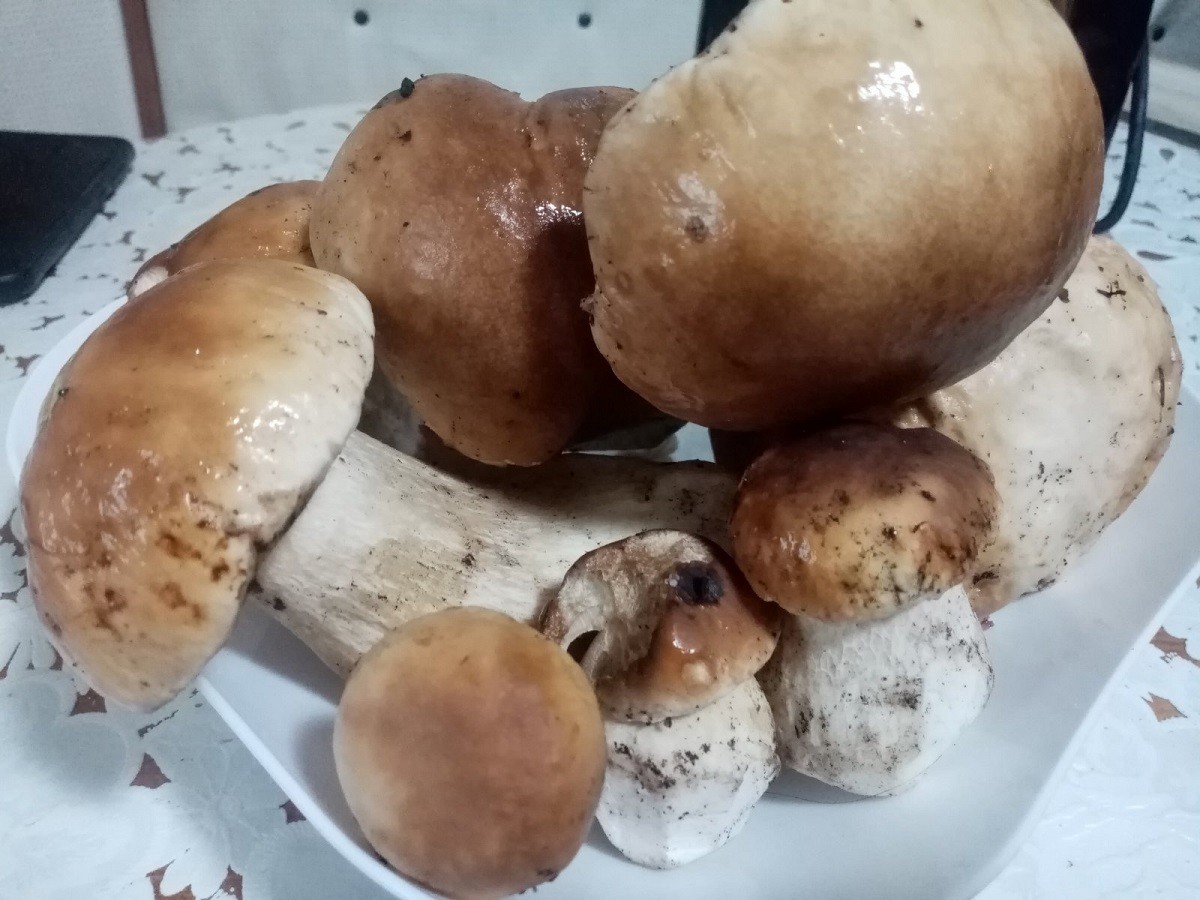 Красивые грибочки из Ганцевичского района