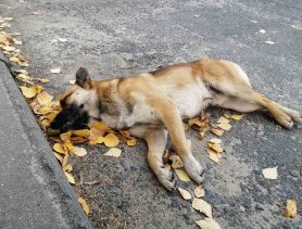 Собаку усыпили — жители города Ганцевичи в шоке
