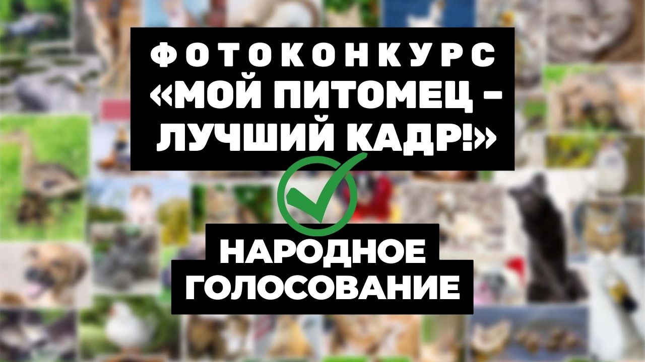 Народное голосование конкурса «Мой питомец – лучший кадр!» стартовало