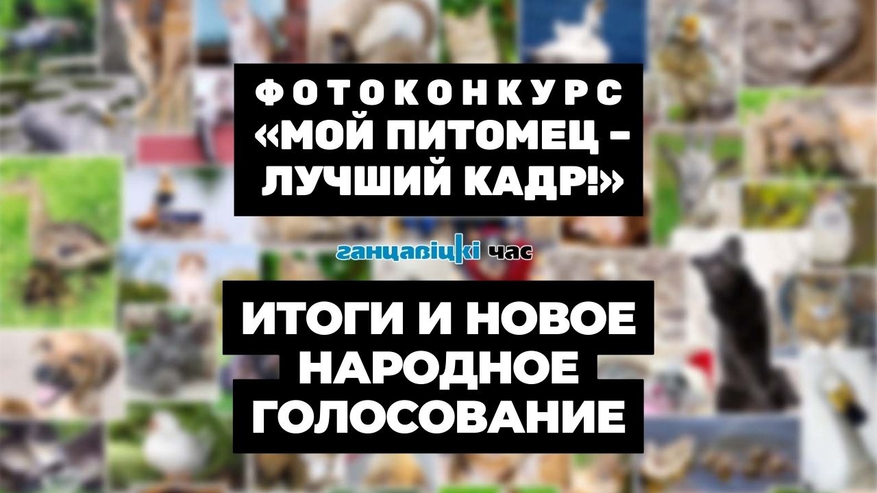 Конкурс «Мой питомец – лучший кадр!» завершился. Дипломанта на главный титул самого неотразимого питомца определили нашим народным голосованием