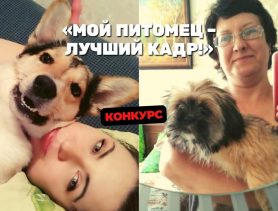 Собака не умеет лаять, а кот усыновляет мышонка: приколы домашних питомцев участников конкурса «Мой питомец – лучший кадр!»