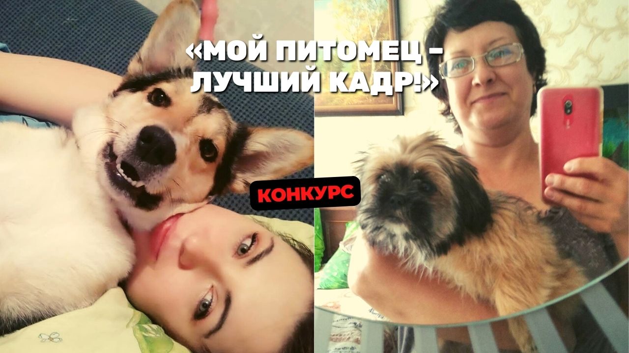 Собака не умеет лаять, а кот усыновляет мышонка: приколы домашних питомцев участников конкурса «Мой питомец – лучший кадр!»