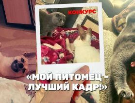 Кролики с характером и собака, которая ловит мышей – таланты участников конкурса