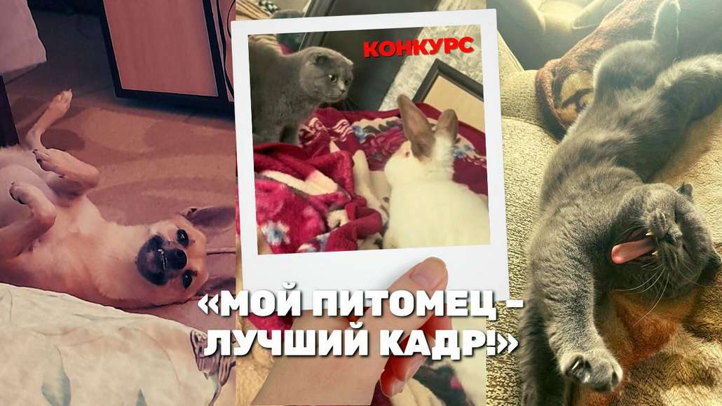 Конкурс «Мой питомец – лучший кадр!» вызвал интерес среди владельцев домашних любимцев и набирает обороты