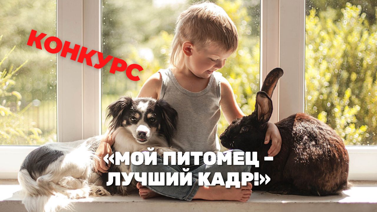 Конкурс «Мой питомец – лучший кадр!»