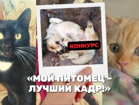 Дрессировка петуха и кошка, которая умеет чирикать