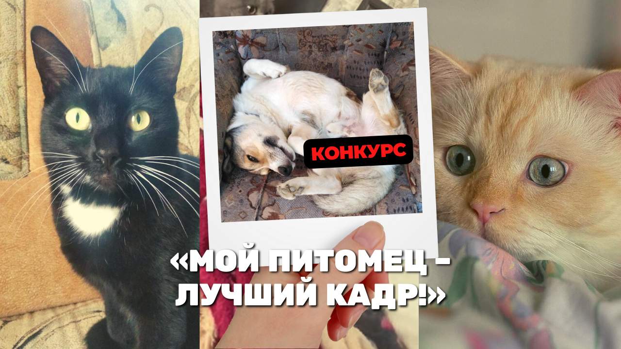 Конкурс домашних животных от 