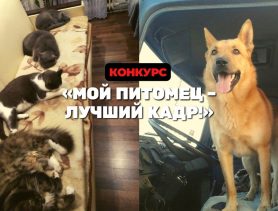 Собака на тракторе и коты-«лошадки»: участники конкурса «Мой питомец – лучший кадр!» успели «вскочить в последний вагон»