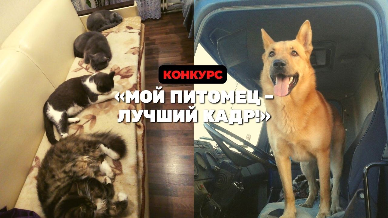 Собака на тракторе и коты-«лошадки»: участники конкурса «Мой питомец – лучший кадр!» успели «вскочить в последний вагон»