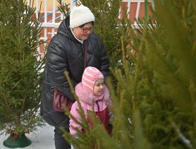 Сколько будет стоить живая елка и где ее можно купить