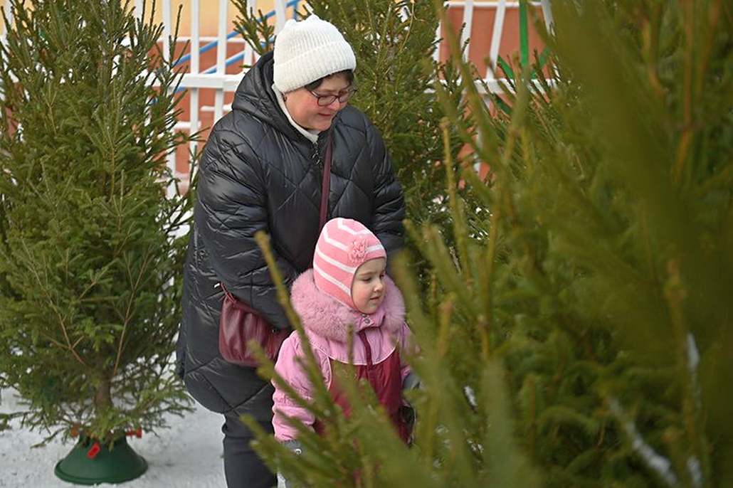 Совсем скоро в Брестской области начнут работать елочные базары. Какие в этом году будут цены на главное новогоднее дерево
