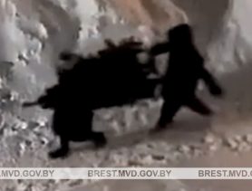 Школьницы в Дрогичине украли елку