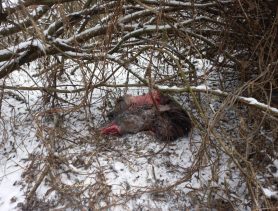 Отец и сын в Брестской области занялись браконьерством и застрелили самку лося