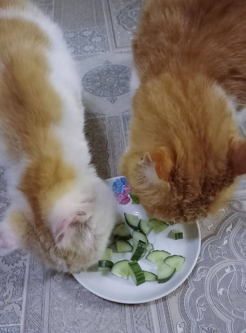 коты едят огурцы