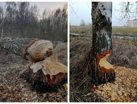 Бобры наступают и отвоёвывают территории у города Дрогичин
