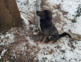 Спасатели в Брестской области помогли собаке, которая зацепилась за забор