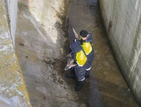 Косуля попала в беду в Брестской области