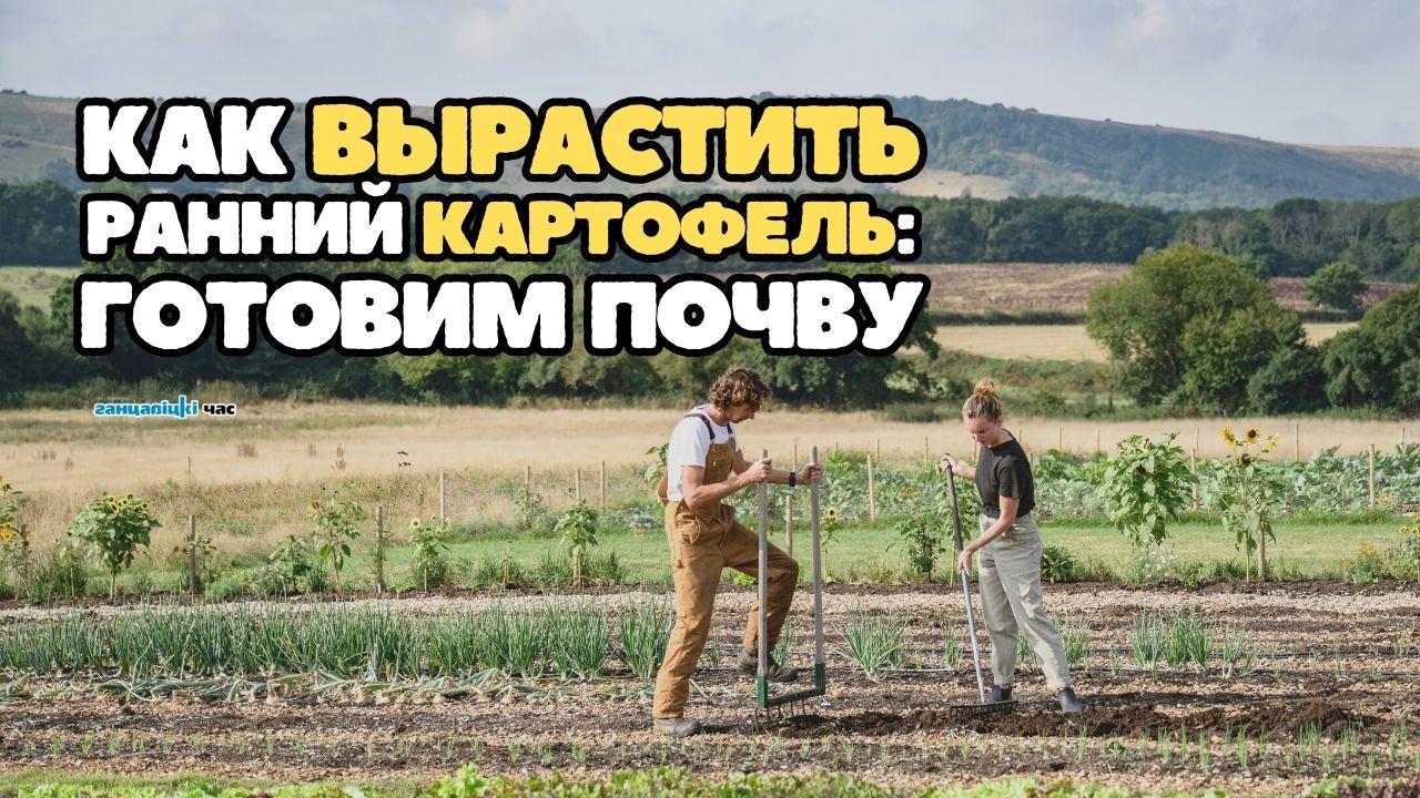 Как вырастить ранний картофель: готовим почву для хорошего урожая