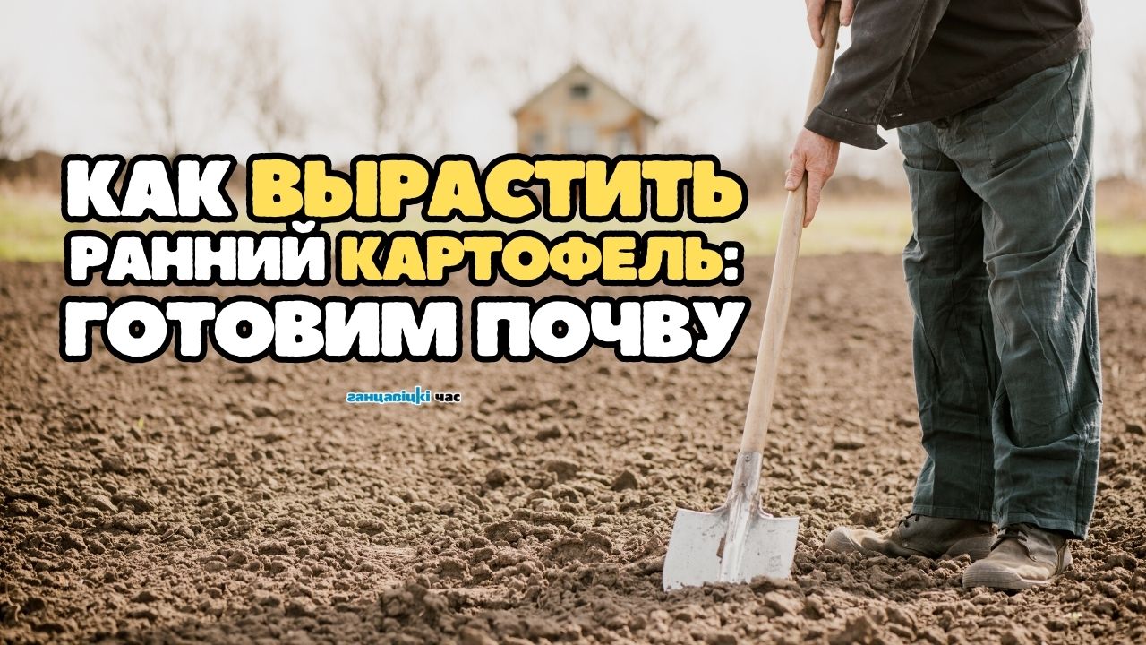 Как вырастить ранний картофель: готовим почву для хорошего урожая