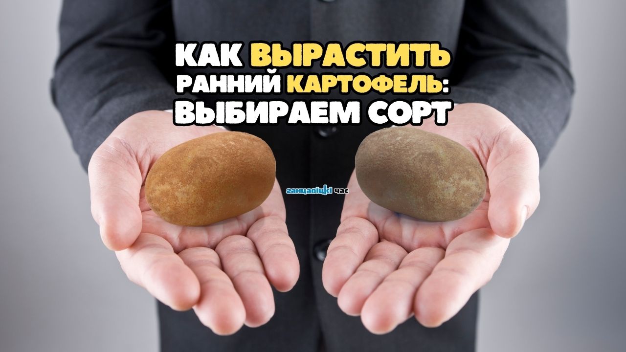 Как вырастить ранний картофель: какой сорт картошки выбрать